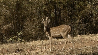 बांधवगढ़ नेशनल पार्क