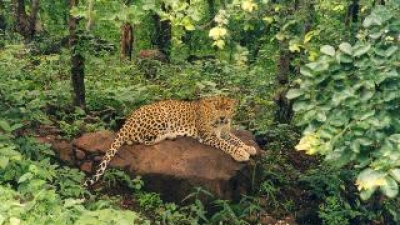 ವನ ವಿಹಾರ