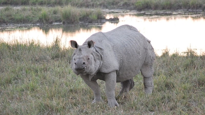 Pobitora Wildlife Sanctuary