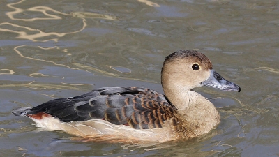 ചക്രശില വൈല്‍ഡ്‌ലൈഫ് സാങ്ക്ച്യുറി