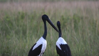 పాణి దైహింగ్ బర్డ్ సంక్చురి
