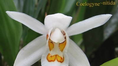 Sessa Orchid Sanctuary