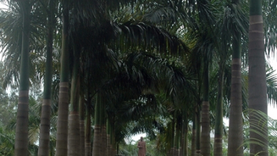 नेहरू पार्क