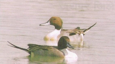 பாதல்கோலே அப்யாரண்