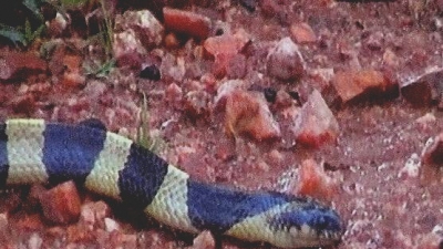 ஸ்னேக் பார்க்