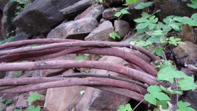 Achanakmar Wildlife Sanctuary