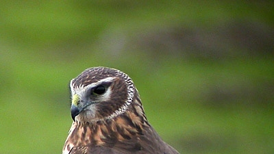 ஹர்கே சதுப்பு நிலம்
