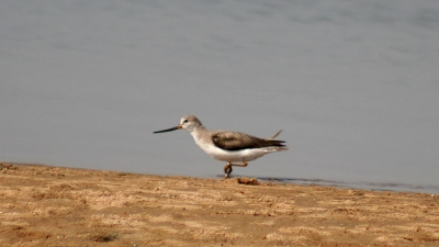 चिल्का झील