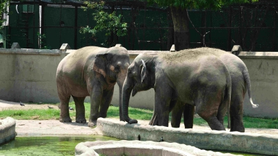 Alipore Zoo