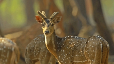 ಬಲ್ಲಾಪುರ ವನ್ಯಜೀವಿ ಅಭಯಾರಣ್ಯ