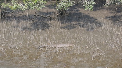 Bhagabatpur Crocodile Project