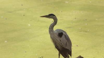 नंदनकानन जू