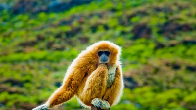 ஃபக்கிம் காட்டுயிர் சரணாலயம்