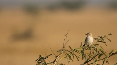 ಬನ್ನಿ ಹುಲ್ಲುಗಾವಲು