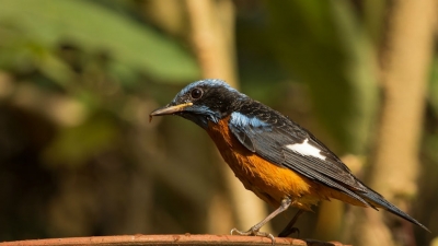 अरालम वन्‍यजीव अभयारण्‍य