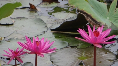 కల్పతరు బొటానికల్ గార్డెన్