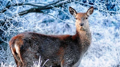 Askot Musk Deer Sanctuary