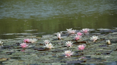 വാലിപുര