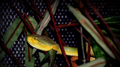 स्नेक पार्क