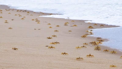 पुरी कोणार्क मरीन ड्राइव