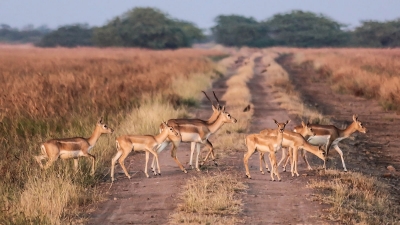சந்தரப்ரபா சரணாலயம்
