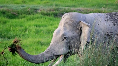 துத்வா தேசிய பூங்கா