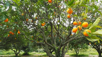 ஜாம்புவி மலை