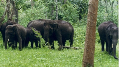 നാഗര്‍ഹോളെ