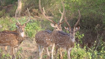 బండిపూర్