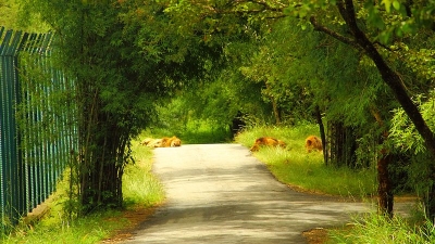 ബന്നാര്‍ഗട്ട