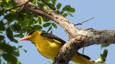 ವೇಡಂತಾಂಗಳ್