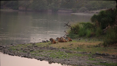 ரணதம்போர்