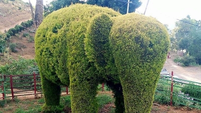 కక్చింగ్