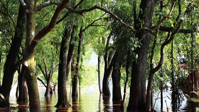 തപോള