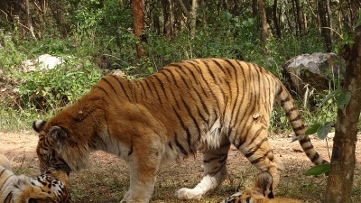 ತ್ಯಾವರೆಕೊಪ್ಪ ಸಿಂಹ ಮತ್ತು ಹುಲಿ ಸಫಾರಿ