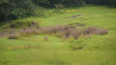 ಅಂಬಿ ಕಣಿವೆ