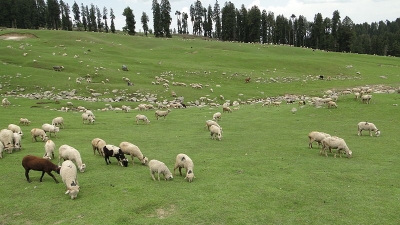 बडगाम