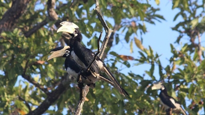 ദാണ്‌ഡേലി വന്യജീവിസങ്കേതം