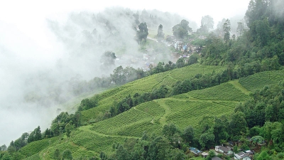 ಮುರಿಕ್ಕಾಡಿ ಪ್ಲಾಂಟೇಶನ್