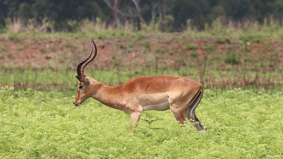 Manali Wildlife Sanctuary