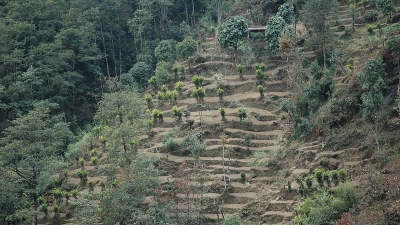 ವಂದನ್ಮೆಡು ಹಸಿರು ತೋಟ