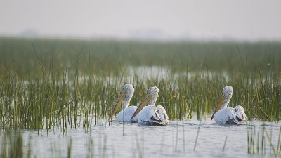 Nalsarovar Bird Sanctuary