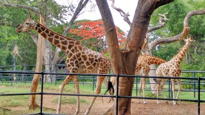 ಮೈಸೂರು ಮೃಗಾಲಯ