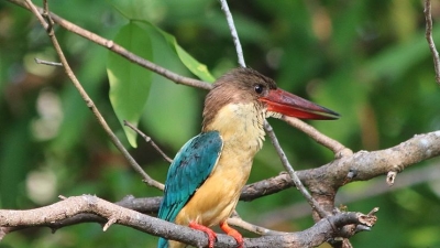 Kumarakom Bird Sanctuary