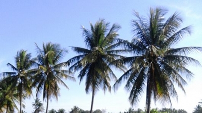 കേരെ തോന്നൂര്‍