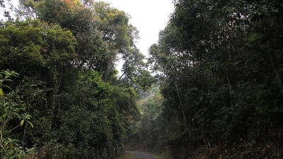 லாங்வுட் ஷோலா