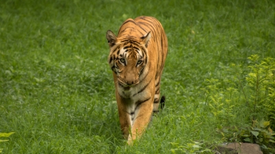 దర్రా వన్యప్రాణి అభయారణ్యం