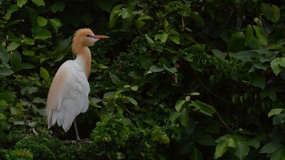 Muttinakere Bird Sanctuary