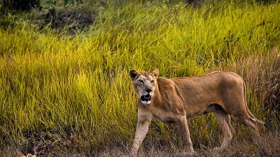 मछिया सफारी पार्क