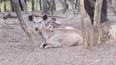 രണ്‍തമ്പോര്‍ ദേശീയ പാര്‍ക്ക്